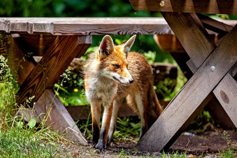 A fox stands curiously beneath some wooden tables, observing its surroundings. A red fox in the
