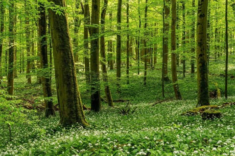 A mystical primeval forest with ancient European beech trees (Fagus sylvatica) and green foliage