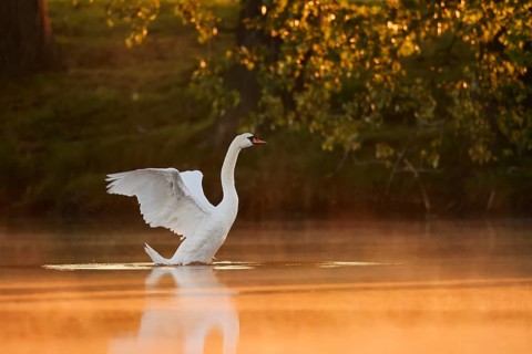 Mute swan (Cygnus olor), wings flapping at sunrise, North Rhine-Westphalia, Germany