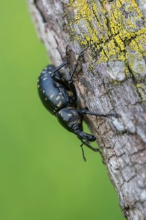 Curculionidae, Greater Butterbur snout beetle, large butterbur weevil, large bearweevil, Liparus