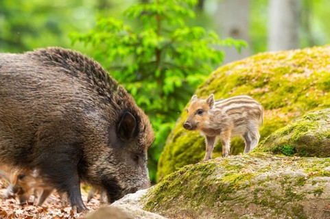 Wild boar (Sus scrofa) mother with her piglets (Squeaker) in a forest, Bavaria, Germany