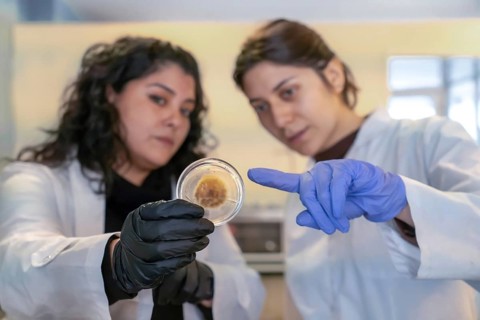 Close-up of two female scientists in white lab coats closely examining a petri dish with a fungal
