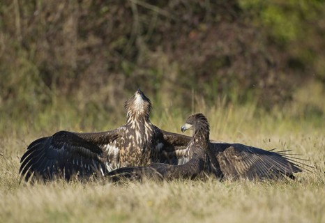 White-tailed Eagle (Haliaeetus albicilla) juvenile, Poland