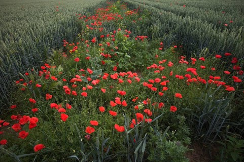 A wildflower strip with common poppies (Papaver rhoeas) to promote biodiversity in a wheat field,