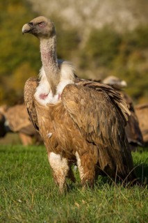 Griffon Vulture (Gyps fulvus), portrait, Castilla Leon, Spain