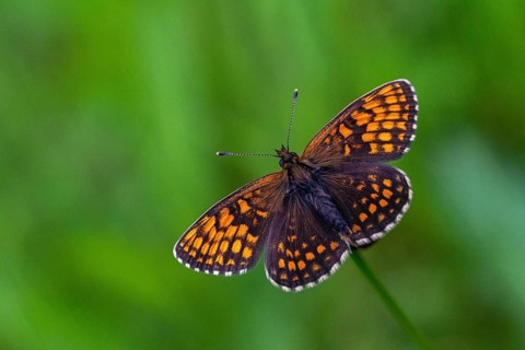Common butterflies, heath fritillary, melitaea athalia, quail wheat moth, butterfly, insects,
