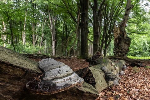 Tinder fungus (Fomes fomentarius) on a dead European beech (Fagus sylvatica), Emsland, Lower