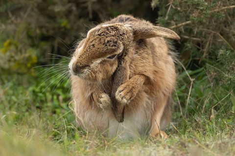 European brown hare (Lepus europaeus) adult animal washing its ear, England, United Kingdom