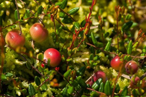 Ericaceae, common cranberry, heather family, cranberry, oxycoccus palustris, vaccinium oxycoccos,