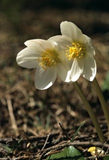 Christmas rose, buttercup, hellebore, hellebore, hellebore, ranunculaceae, black hellebore,