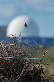European stonechat (Saxicola rubicola) adult male bird perched on a Bramble plant branch with