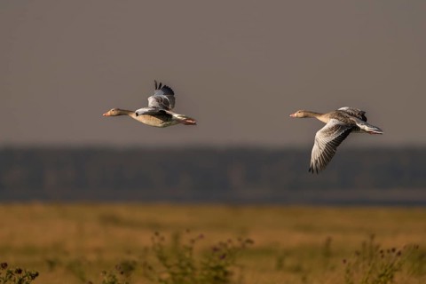 Anser Anser, Greylag or Graylag Goose, Grelag Goose, Anatidae, Birds, Duckbirds, Flying, Flight,