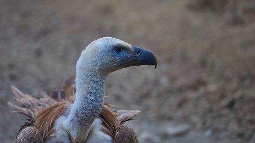 Close-up of a vulture with a light-coloured head and darker body against an earthy backdrop,