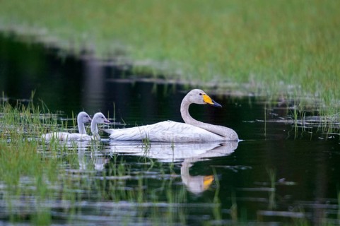 Cygnus cygnus, Finland, singing swan, whooper swan, anatidae, birds, duckbirds, adolescent,