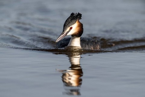 Great Crested Grebe (Podiceps cristatus), Emsland, Lower Saxony, Germany