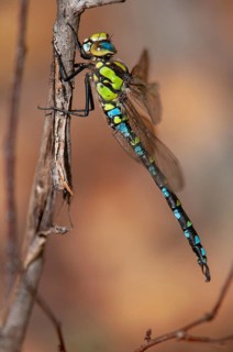Aeshna cyanea, blue-green mosaic maiden, southern hawker, anisoptera, damselflies, dragonflies,