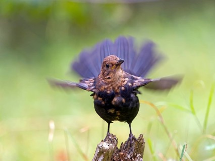 A blackbird (Turdus merula) stands on a root with its wings spread, dynamic movement, Hesse,