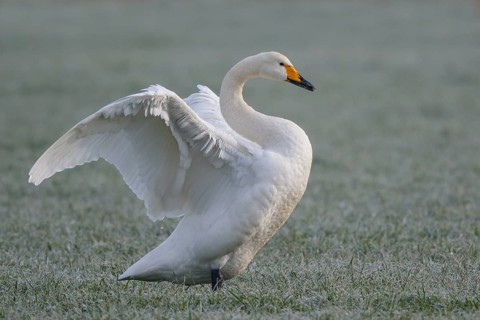 Whooper Swan (Cygnus cygnus) flapping wings, North Rhine-Westphalia, Germany