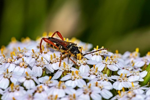A colourful beetle perched on a white flower in a natural setting: the Longhorn Beetle (Stenopterus