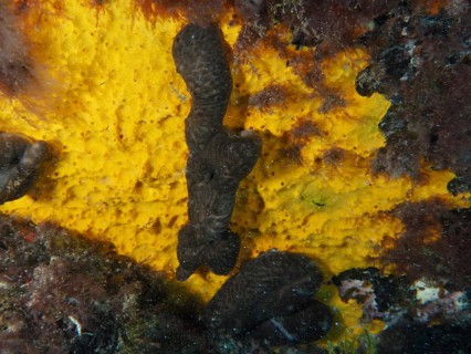 Dark kidney sponge (Chondrosia reniformis), a marine sponge, on a bright yellow surface in the