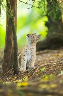Eurasian lynx (Lynx lynx) youngsters (cub) sitting in a forest, Bavaria, Germany