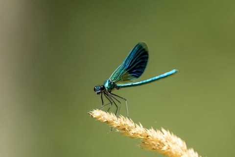 A dragonfly perches elegantly on a dry blade of grass, in focus against a gently blurred