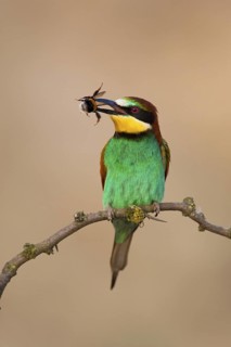 European Bee-eater (Merops apiaster), Lake Neusiedl, Austria