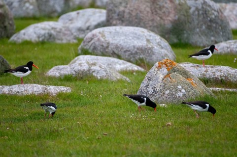 Oystercatchers, Haematopus Ostralegus, Oystercatcher, Sweden, Birds, Charadriiformes, Limikolen,