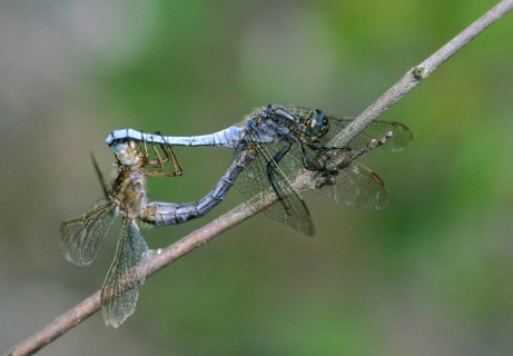 Keeled skimmer, little blue arrow, orthetrum coerulescens, anisoptera, couple, damselflies,