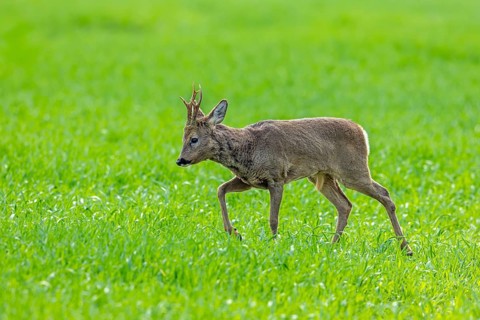 European roe deer (Capreolus capreolus) adult buck, male foraging in grassland, meadow in spring
