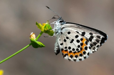 Chequered blue, bluebird, Scolitantides Orion, butterfly, insects, butterfly, butterflies