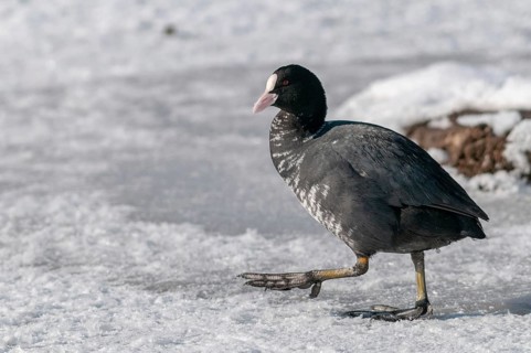 Eurasian Coot coot, fulica atra, birds, coot rail, gruiformes, cranes, leucism, rails, railings,