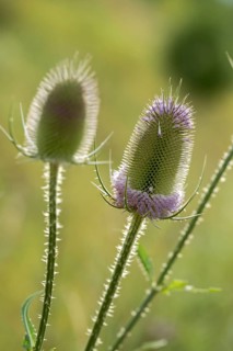 Dipsacaceae, Dipsacus Fullonum, Dipsacus Fullonus, Dipsacus Sylvestris, Card, Wild Card, Flora,