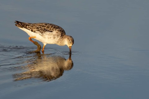 Ruff (Philomachus pugnax) adult wader bird in winter plumage feeding in a shallow lagoon, England,