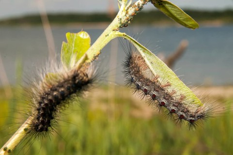 Gypsy moth, Lymantria dispar, spongemoth, butterfly, inchworm, insects, moths, moths, moths,