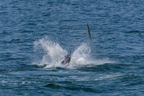 An Atlantic salmon (Salmo salar) attempts to escape a bottlenose dolphin (Tursiops truncatus) by
