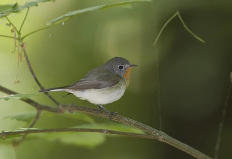 Red-breasted Flycatcher (Ficedula parva), Mecklenburg-Western Pomerania, Germany