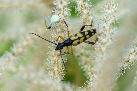 Arachnida, Black and Yellow Longhorn Beetle, Cerambycidae, Spotted Narrowbuck, Harlequin Longhorn,