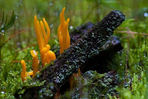 Calocera flammea, calocera viscosa, worsted goatbeard, sticky horn, sticky beauhorn, rooting