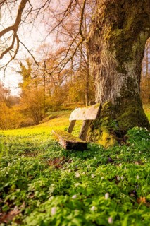 Large tree with bench surrounded by spring-like flowers and sunlight, Dachtel, Aidlingen, Heckengäu