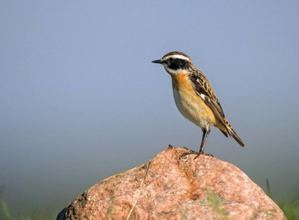 Whinthroats, saxicola rubetra, whinchat, birds, males, passeri, songbirds, birds