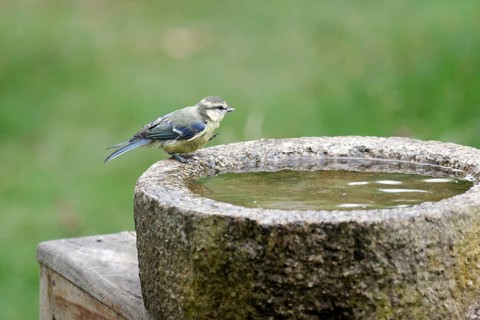 Blue Tit (Cyanistes caeruleus), young bird, bird bath, cute, The songbird is perched on the edge of