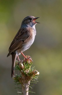 Dunnock, Dunnock, Prunella modularis, birds, song, high size, portrait format, passeri, singing,
