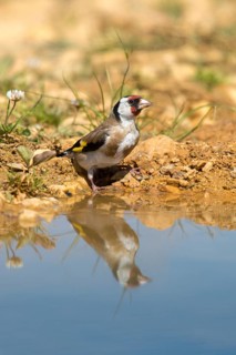 Carduelis carduelis, goldfinch, goldfinch, goldfinch, bath, bird bath, birds, high size, portrait