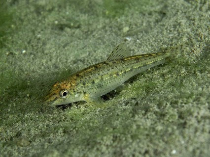 Small gudgeon (Gobio gobio) lies quietly on the sandy underwater bottom with light algae growth,