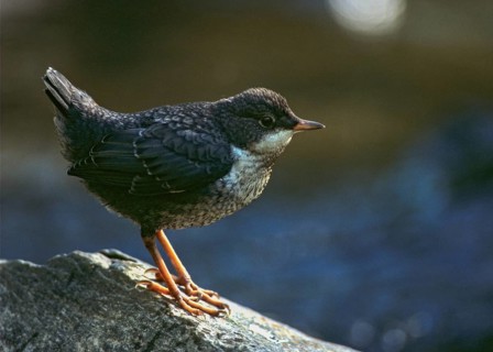 Cinclus cinclus, dippers, birds, adolescent, juvenile, leo, passeri, songbirds, birds
