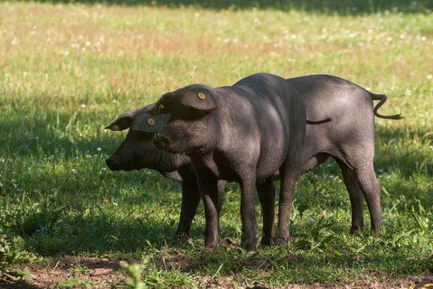 Artiodactyla, cerdo ibérico, even-toed ungulate, Iberian pig, Iberian pig, cloven-hoofed, sus