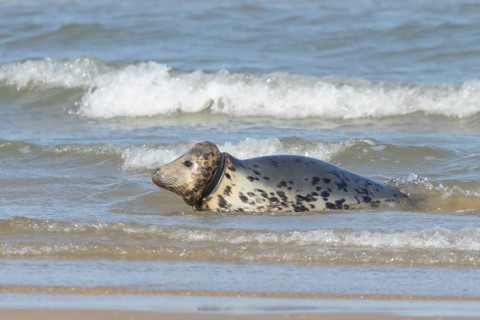 Atlantic grey seal (Halichoerus grypus) adult animal resting in the surf of the sea with a rubber