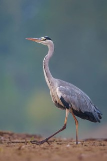 Grey Heron (Ardea cinerea), North Rhine-Westphalia, Germany