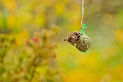 House sparrow (Passer domesticus) feeding from hanging suet feeder during light rain in autumn